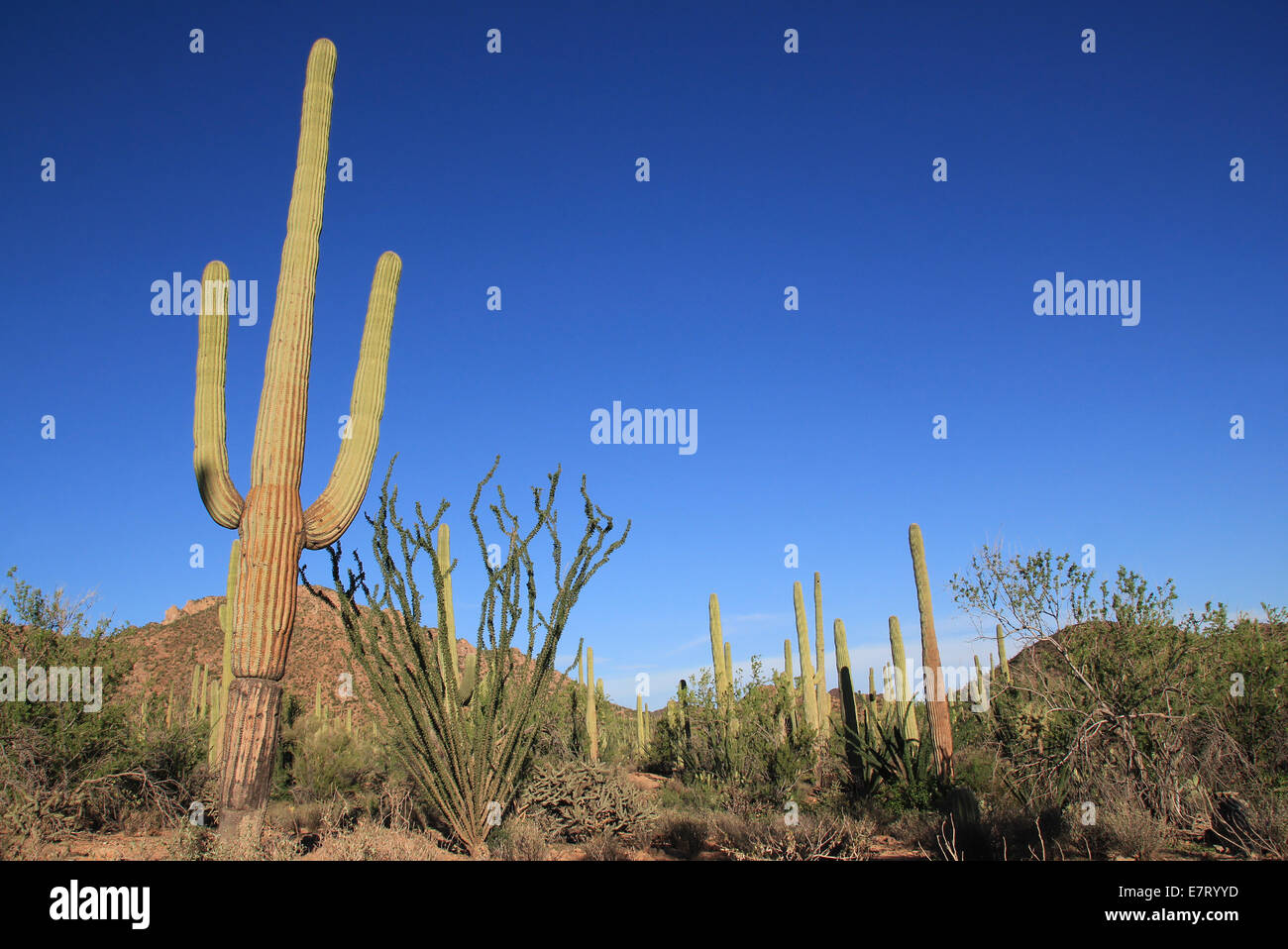 Saguaro Cactuses (Carnegiea Gigantea) in Saguaro National Park, Tucson, Arizona, USA Stock Photo
