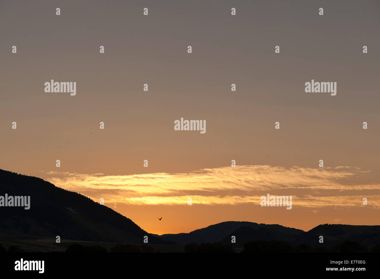 Bozeman, Mont., USA. 23rd Sep, 2014. Birds fly in front of the rising sun on the Autumnal Equinox, 23rd Sept., 2014, in Bozeman, Mont., USA. The equinox marks the day most equally divided between day and night, and also when the sun rises due east and sets due west. Credit:  Thomas Lee/Alamy Live News Stock Photo