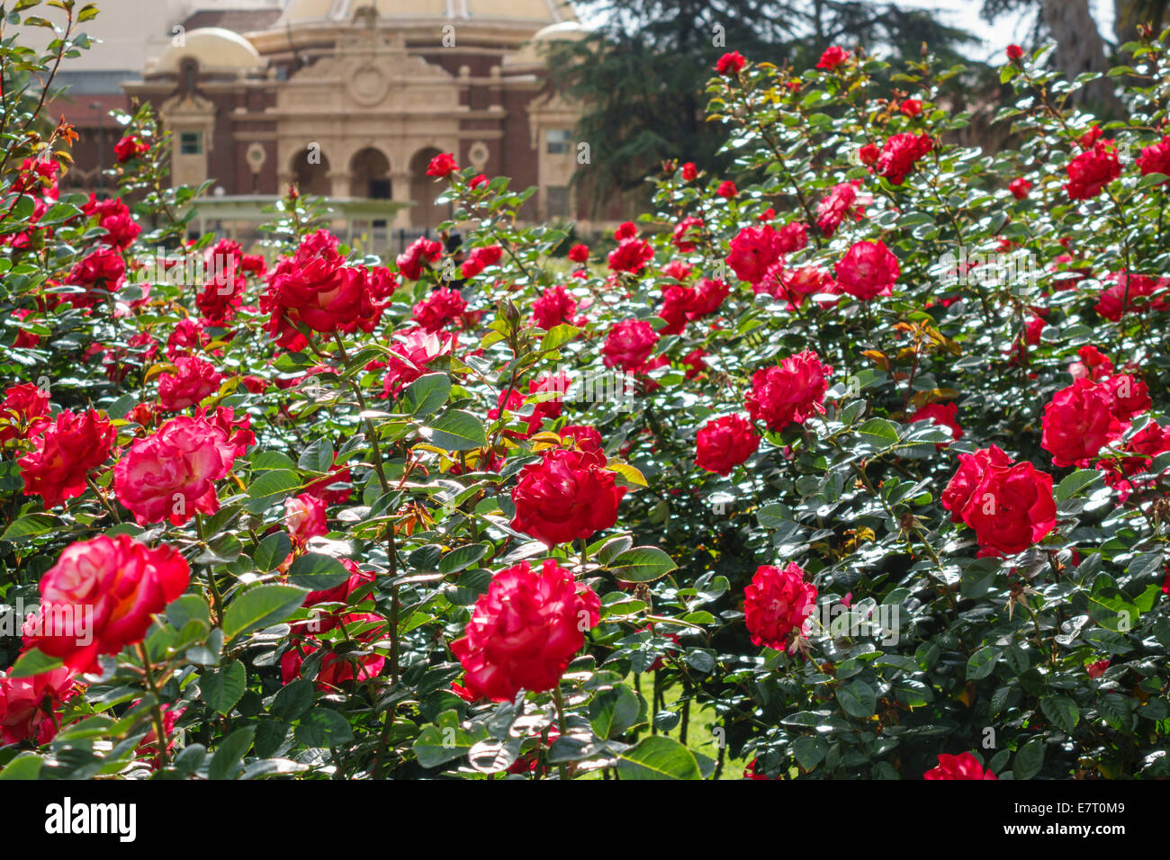 Los Angeles California,Downtown,LA,Exposition Park Rose Garden,historic