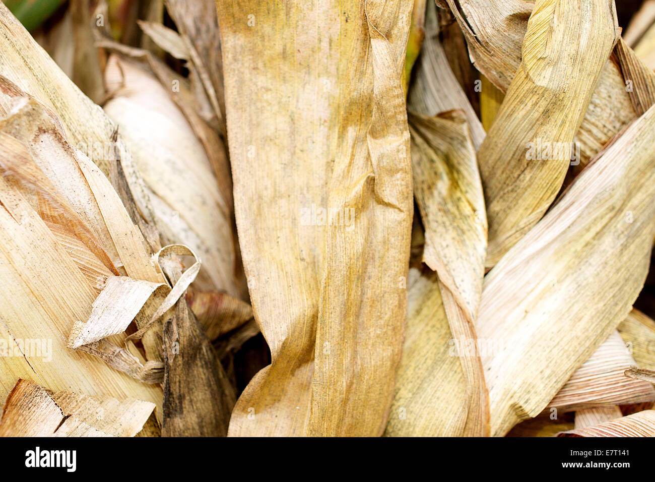 Cornstalk Stock Photo Alamy