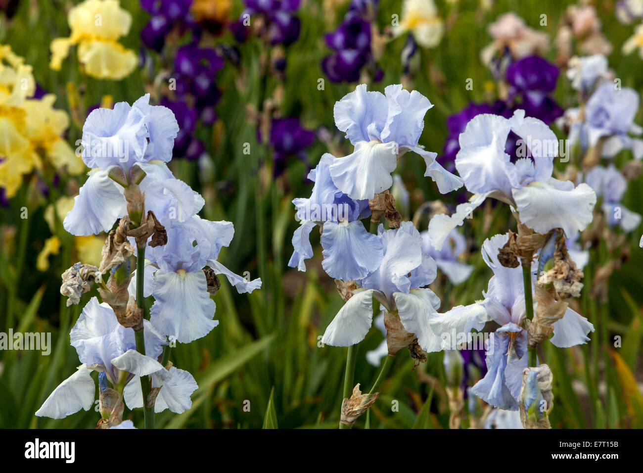 Tall bearded Irises, Planting Colourful irises in full bloom Stock Photo
