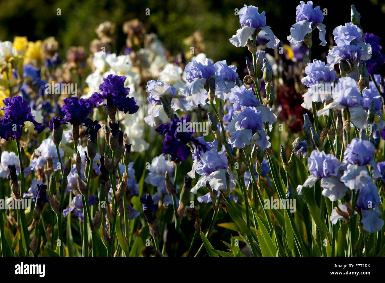 Tall Bearded Irises flowers blue garden colorful border Stock Photo