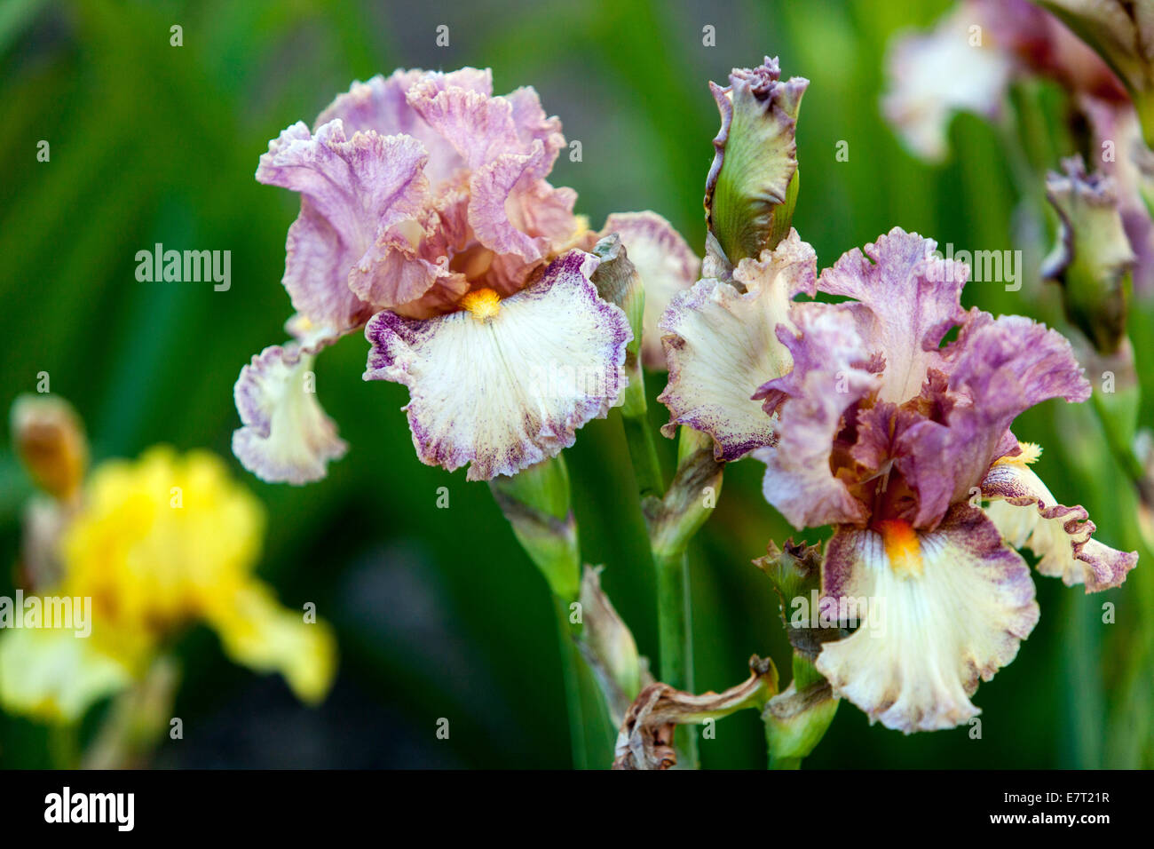 Bearded Iris Stock Photo