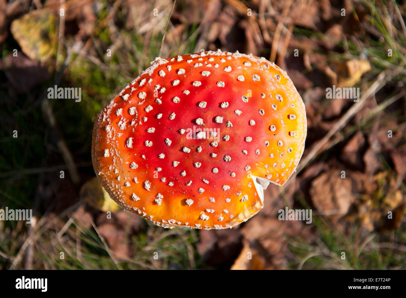Poisonous Amanita muscaria cap of red mushroom Stock Photo