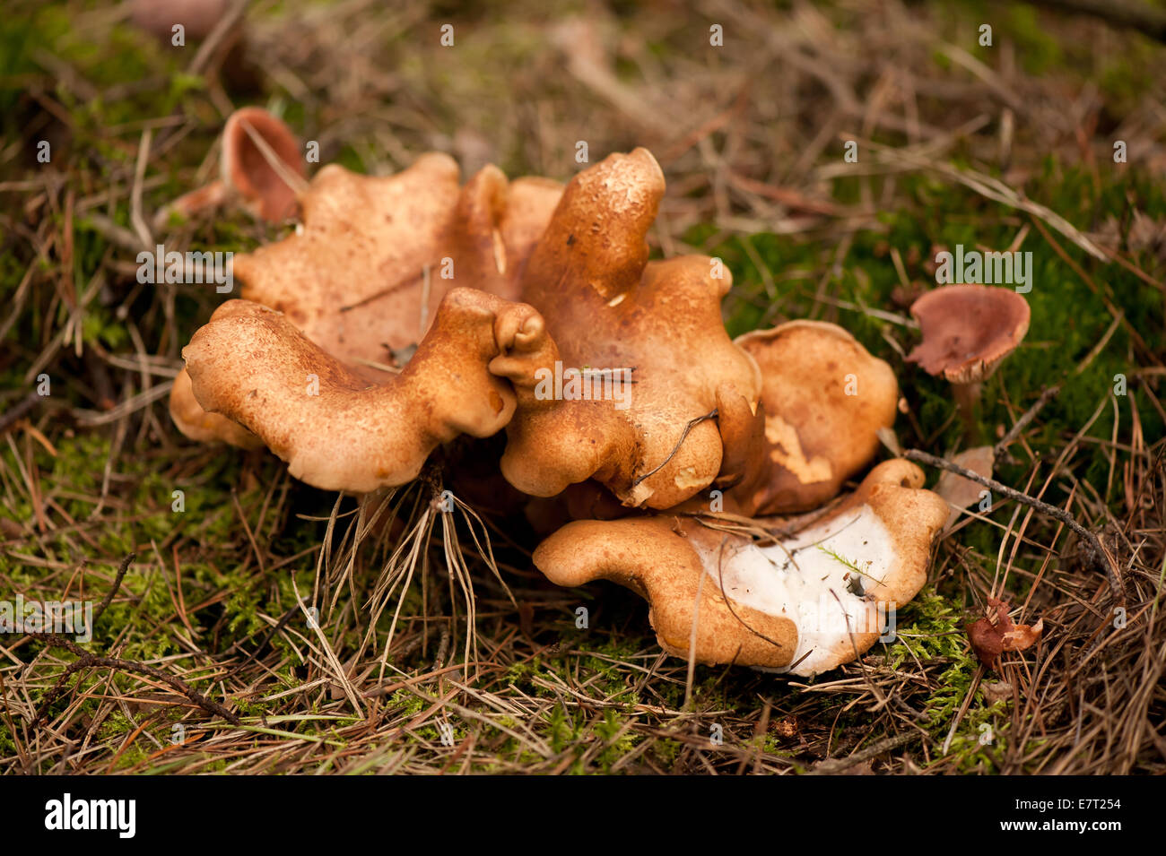 Paxillus rubicundulus mushroom or Paxillus filamentosus Stock Photo