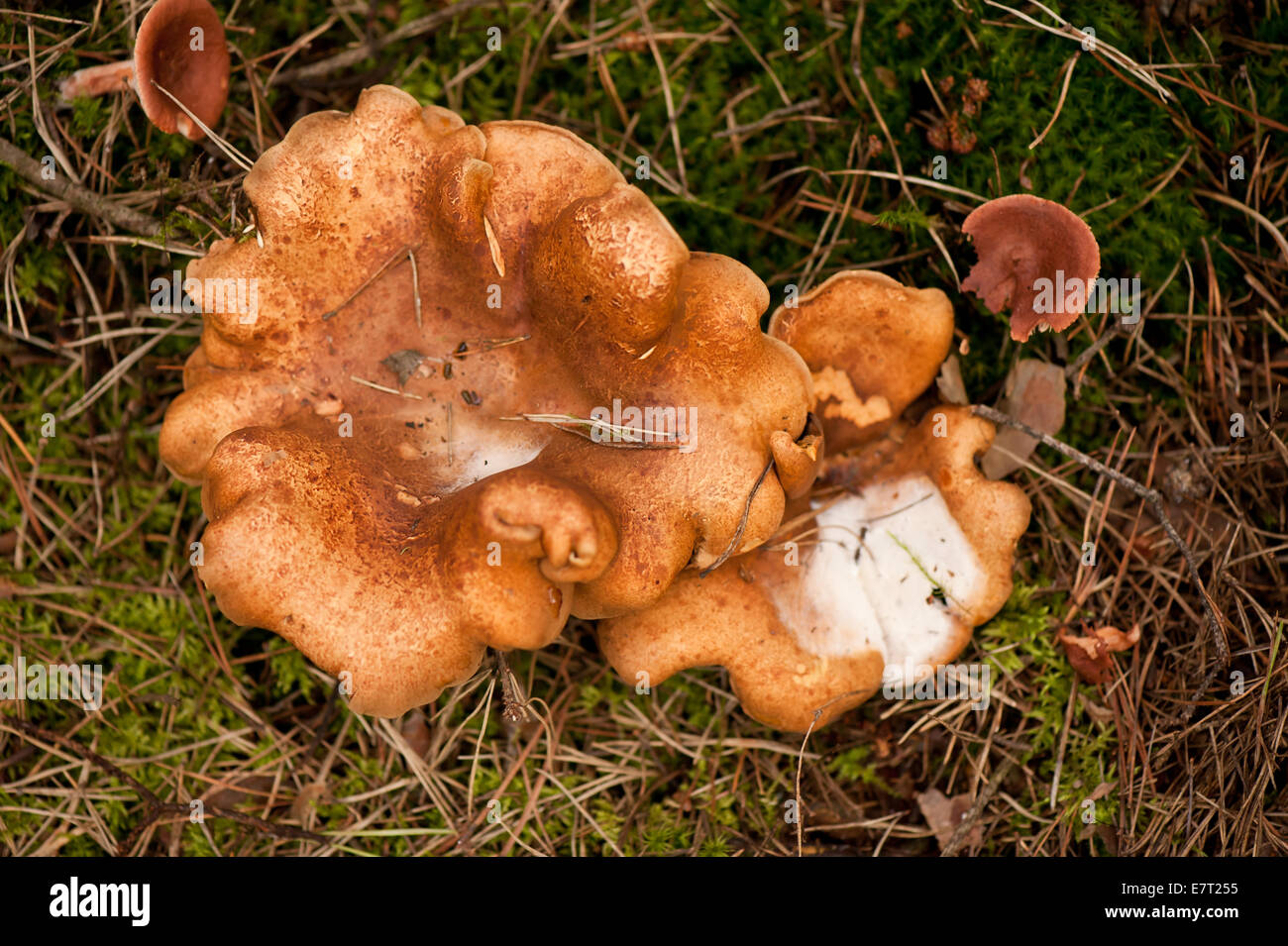 Paxillus rubicundulus fungus or Paxillus filamentosus Stock Photo