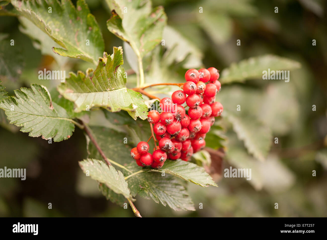 Sorbus intermedia red fruits, plant called Swedish Whitebeam Stock Photo