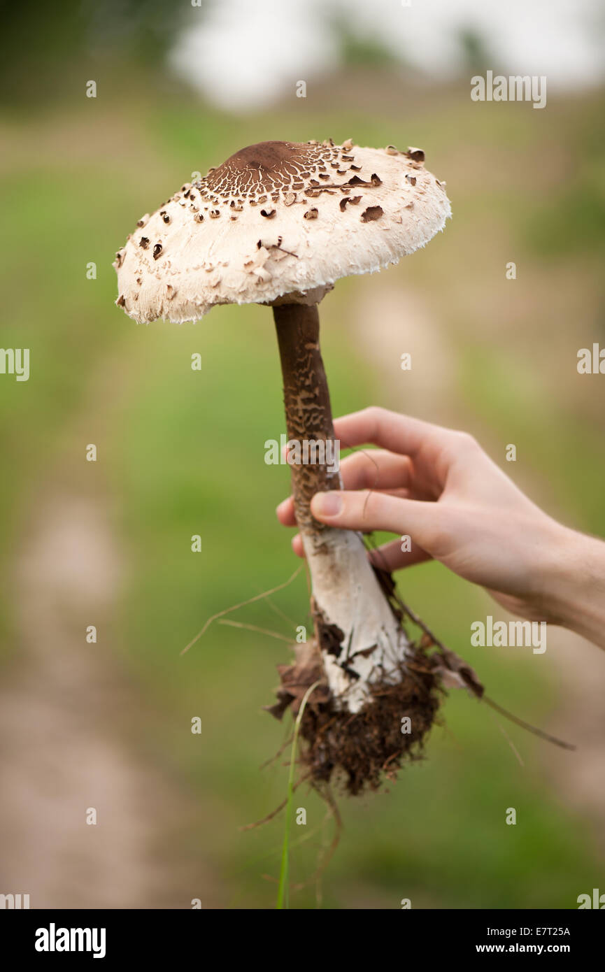 Macrolepiota procera edible fungus called parasol mushroom Stock Photo