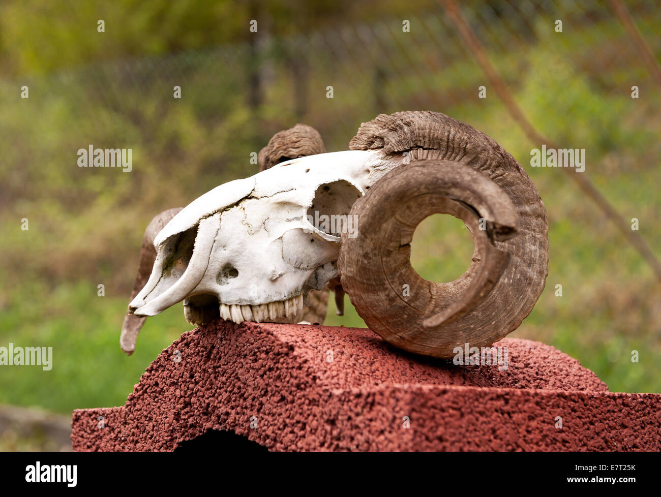 Dead ram antlers on skull lying Stock Photo