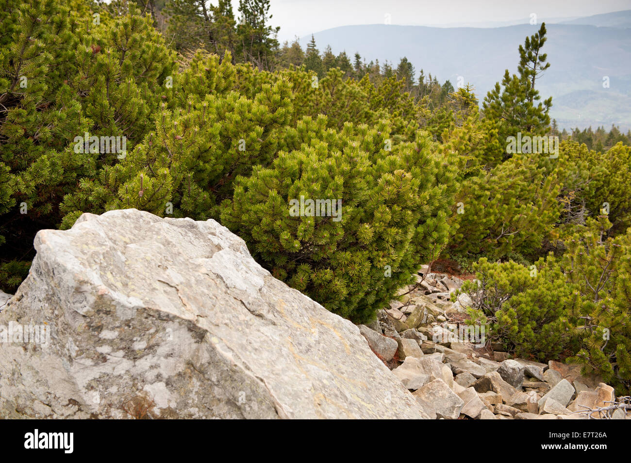 Pinus mugo and boulder at track in Babia Gora National Park Stock Photo