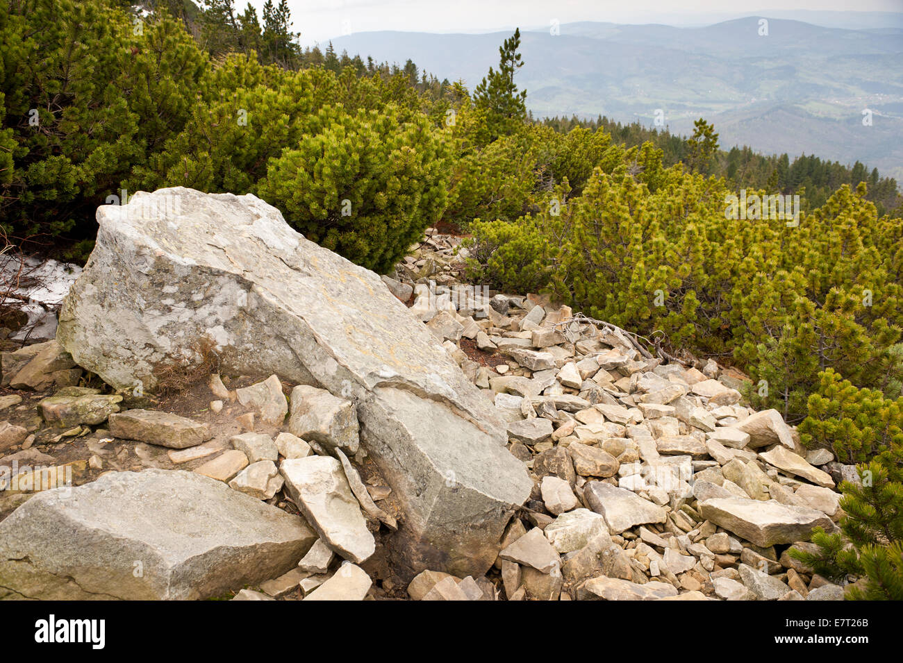 Pinus mugo and stones  at track in Babia Gora National Park Stock Photo