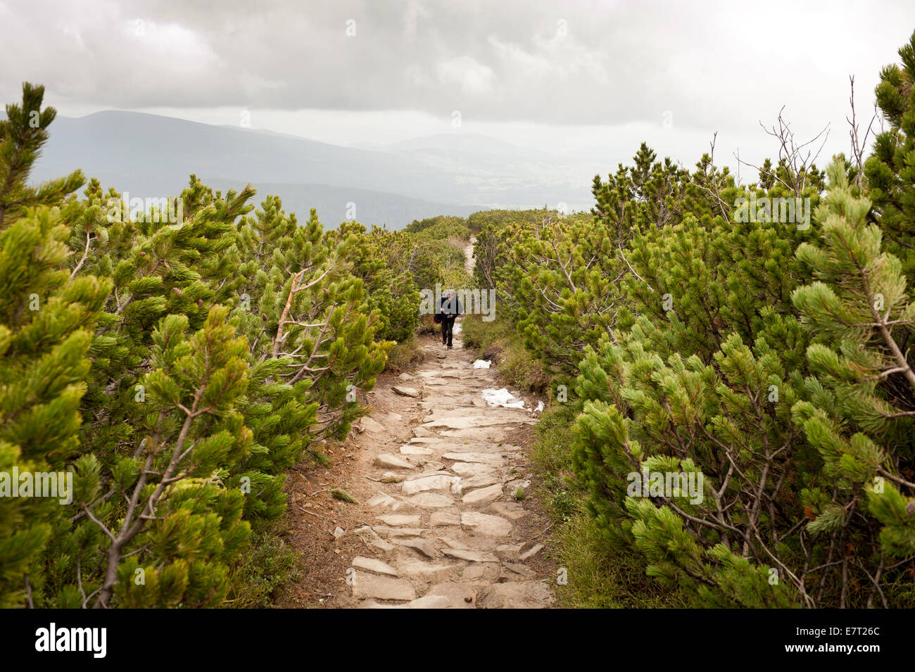 Mountains trekking in Pinus mugo Stock Photo
