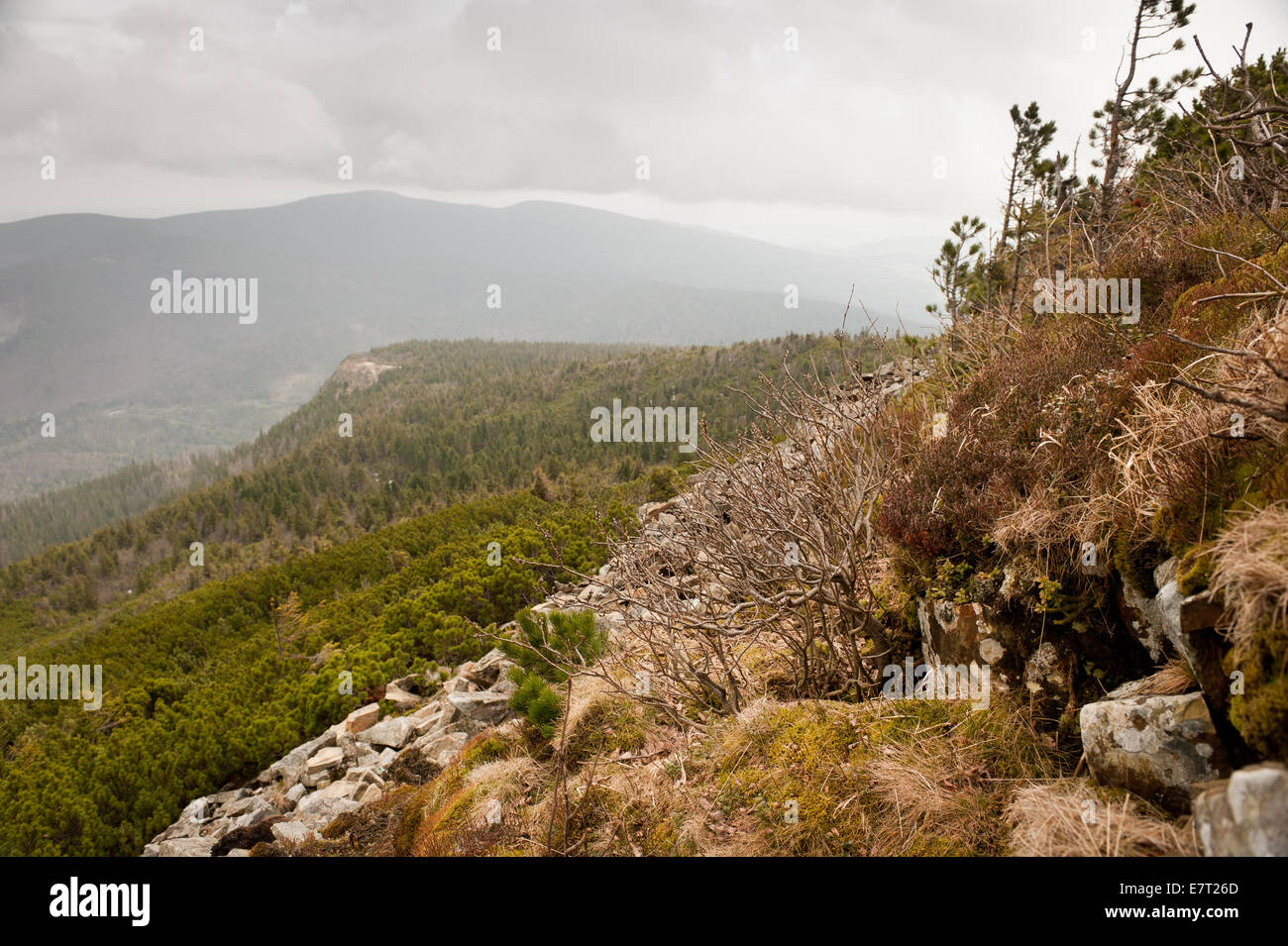 Polish Mountains landscape and Pinus mugo grow in Babia Gora Stock Photo