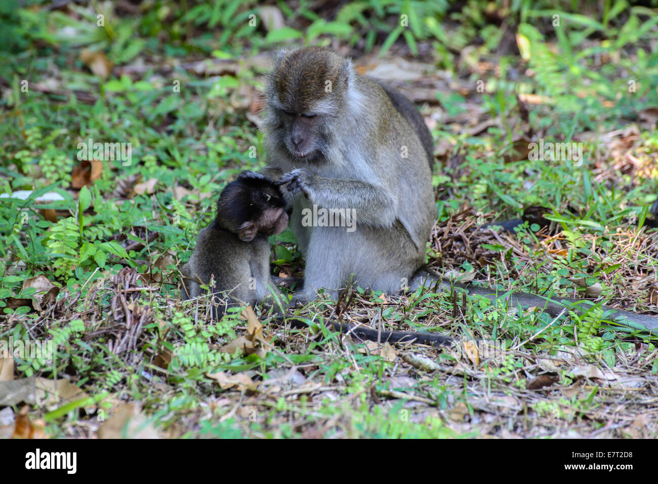 Makake hi-res stock photography and images - Alamy