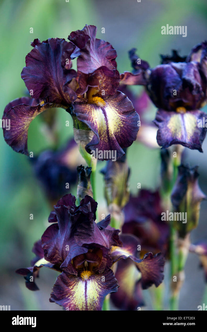 Colorful flowers in garden Stock Photo - Alamy