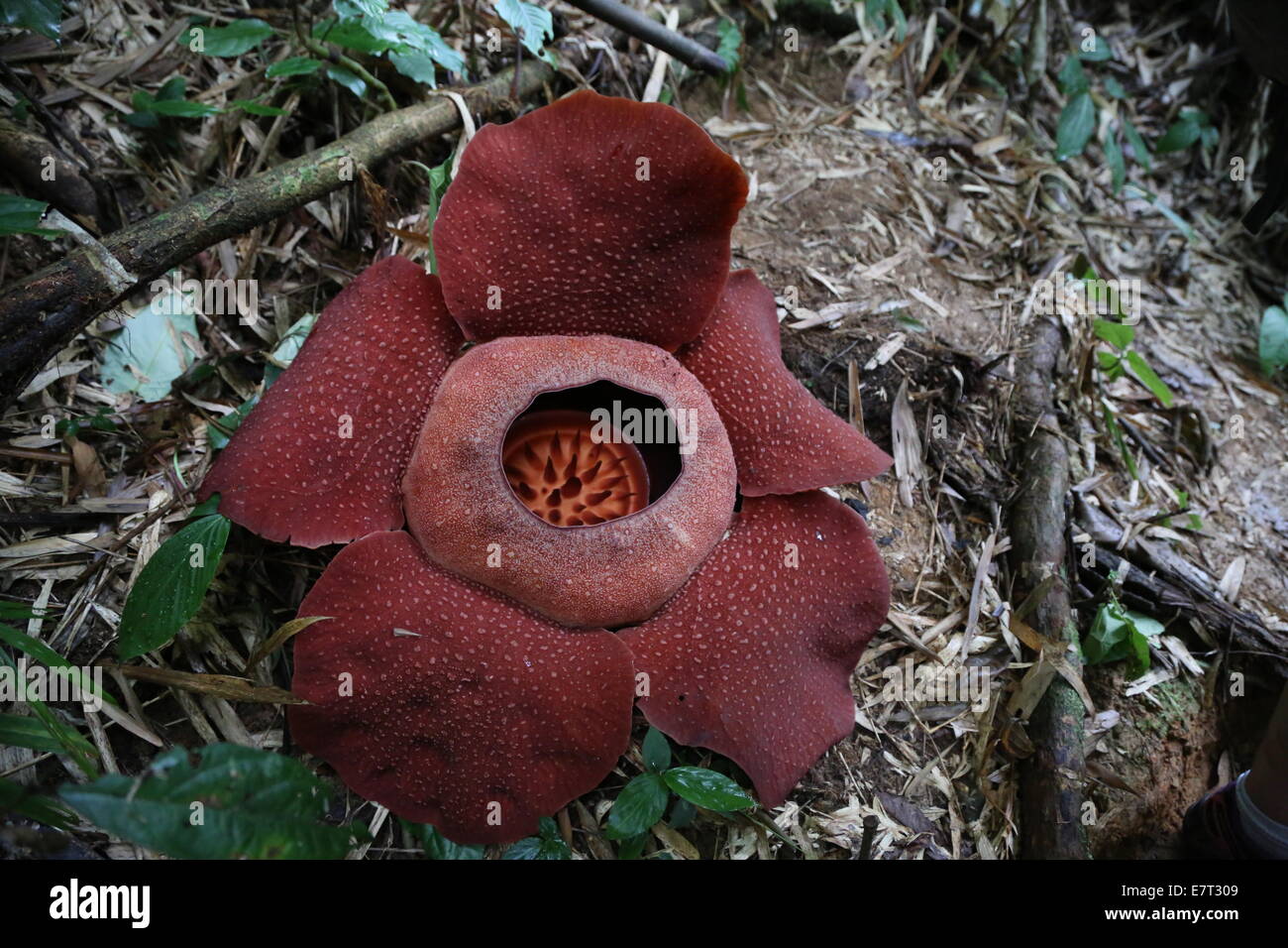 World largest flower, the Rafflesia in the Cameron Highlands, Malaysia