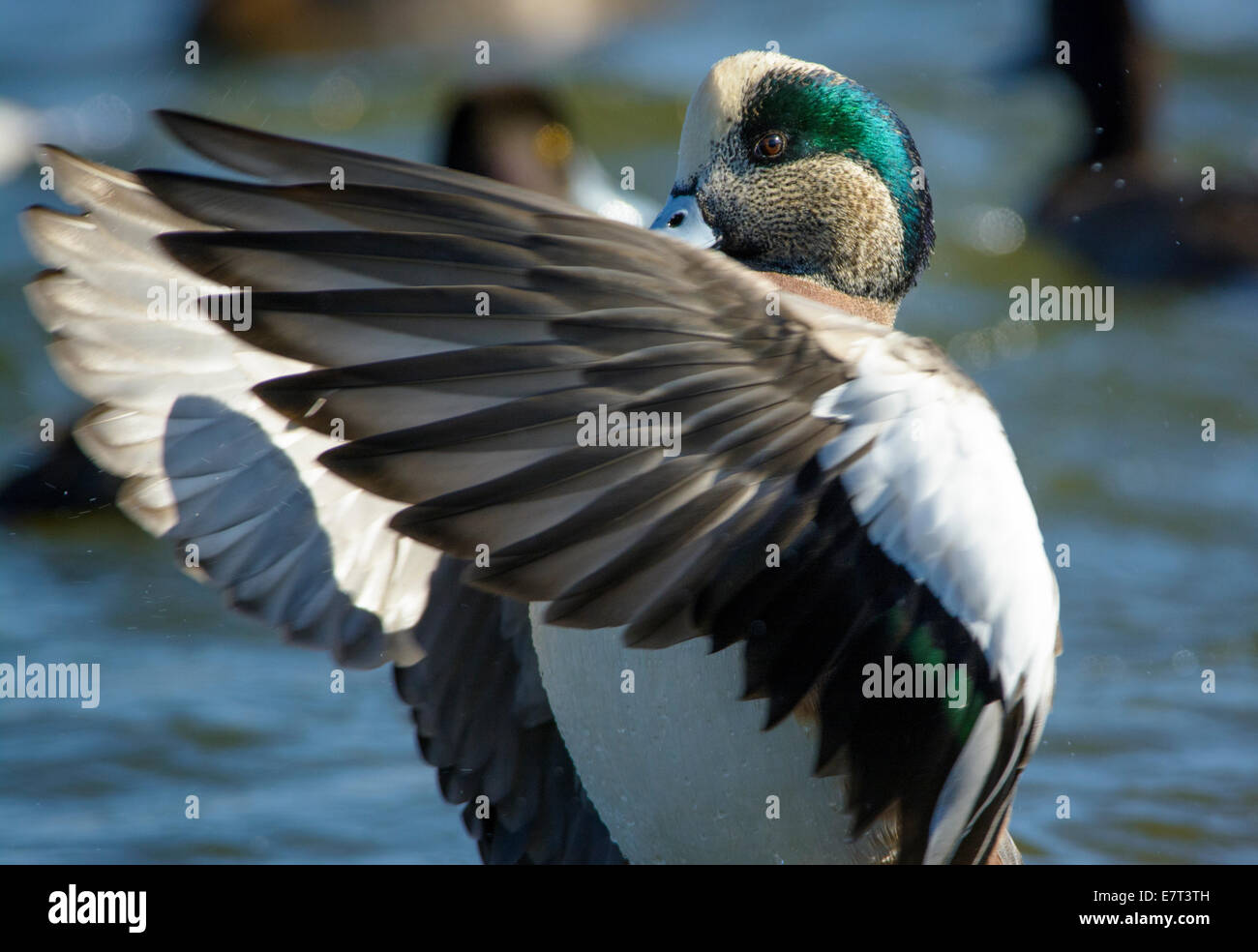 American widgeon drake duck, Choptank River, Chesapeake Bay, Cambridge