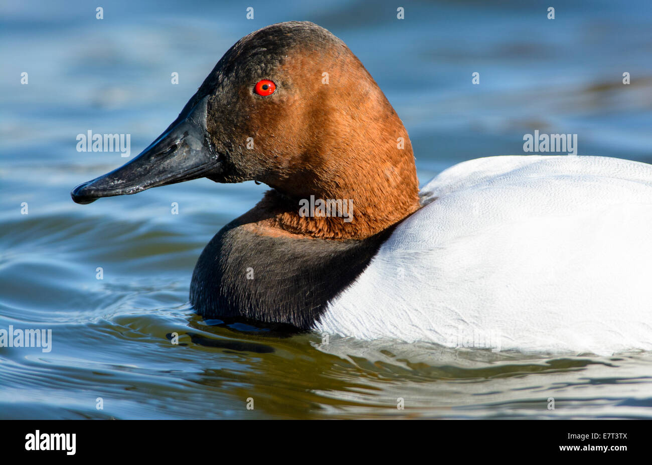Canvasback duck, Aythya valisineria, swims on the Chesapeake Bay