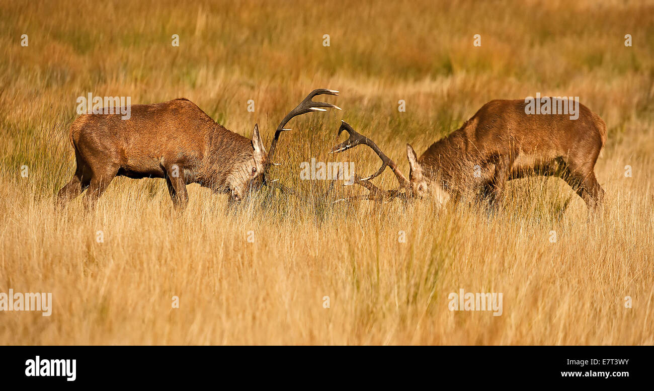 Two red deer stags rutting in Autumn in Richmond park Stock Photo