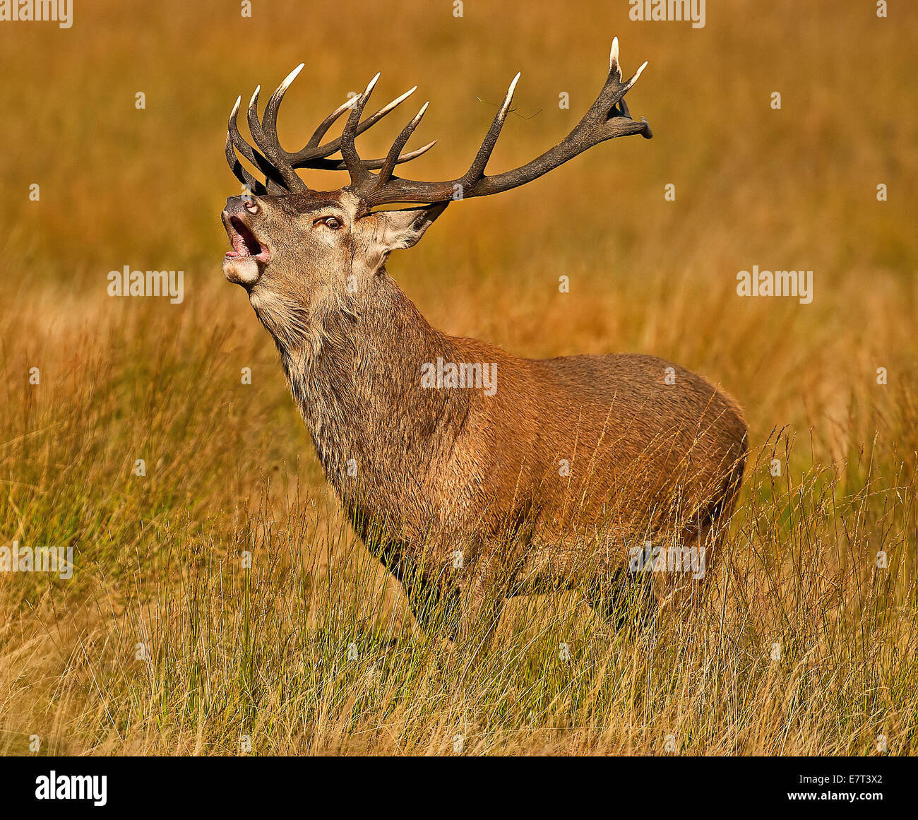 A red deer stag roaring during the rutting season in Richmond park Stock Photo