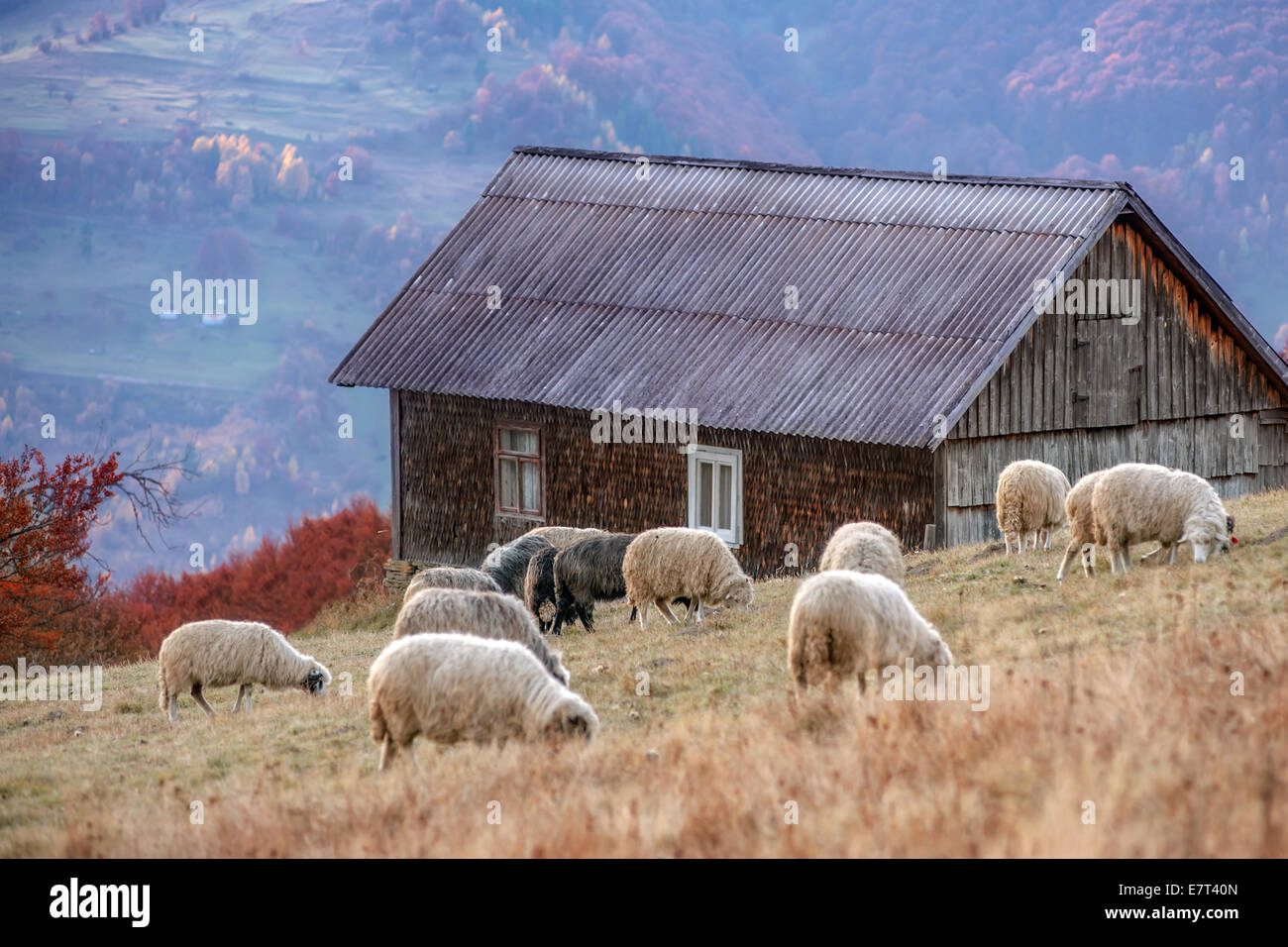 sheep on autumn meadow in mountain Stock Photo - Alamy