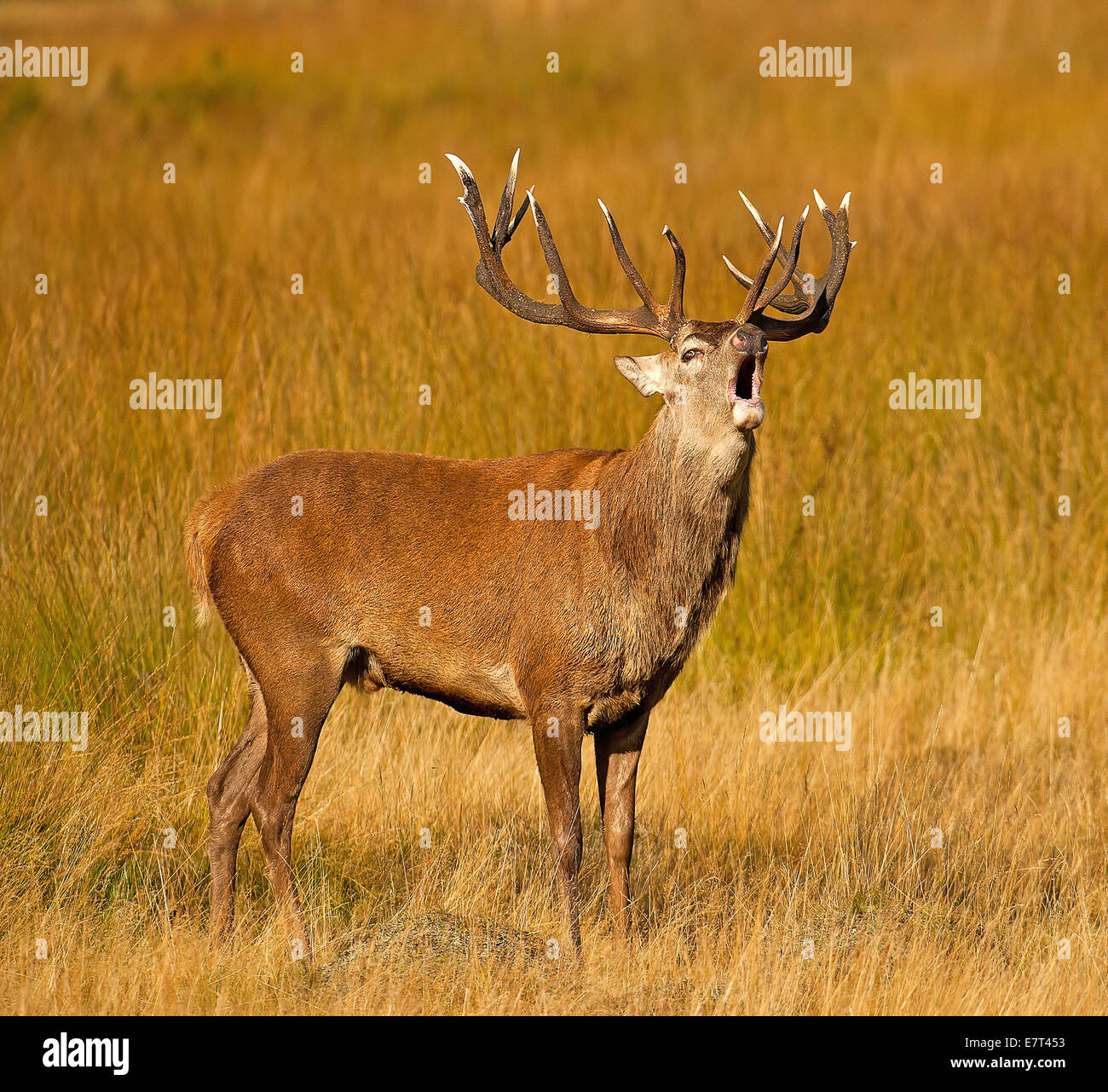 Red deer stag bellowing during rutting season Stock Photo
