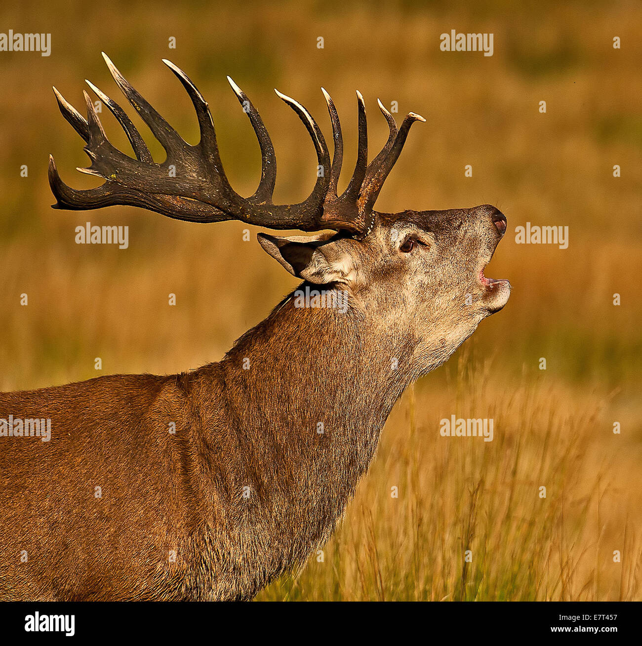 Giant Red deer stag bellowing in Richmond park during rutting season. Stock Photo