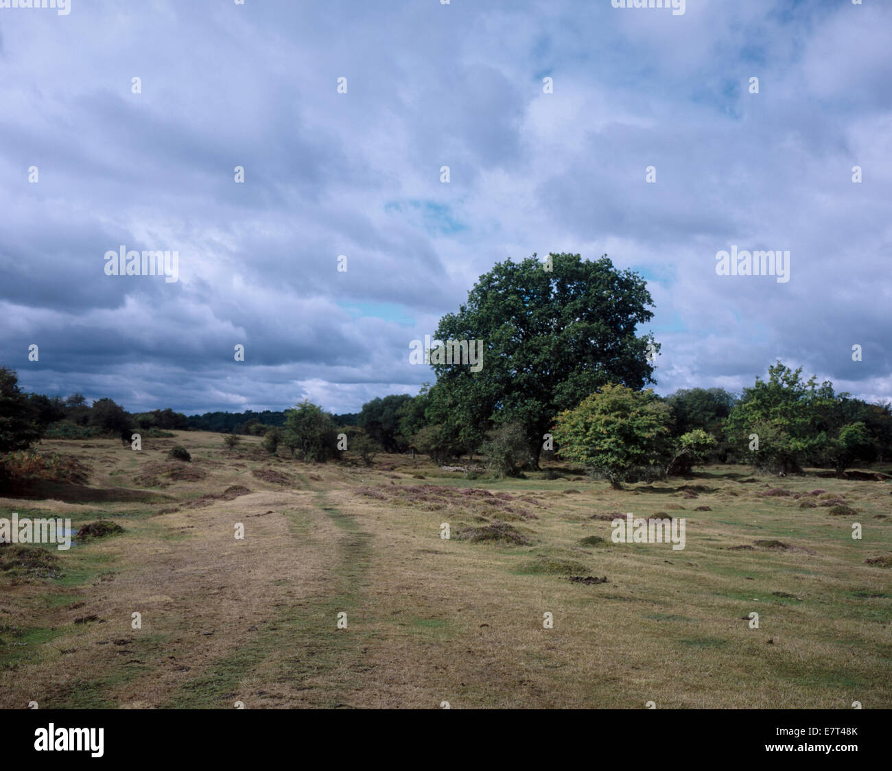 Looking across Latchmore Bottom the valley of Latchmore Brook Frogham