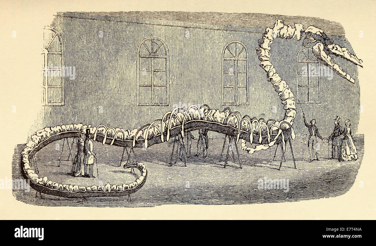 Hoax skeleton of sea serpent exhibited by Dr Koch in New York in 1845. See description for more information. Stock Photo