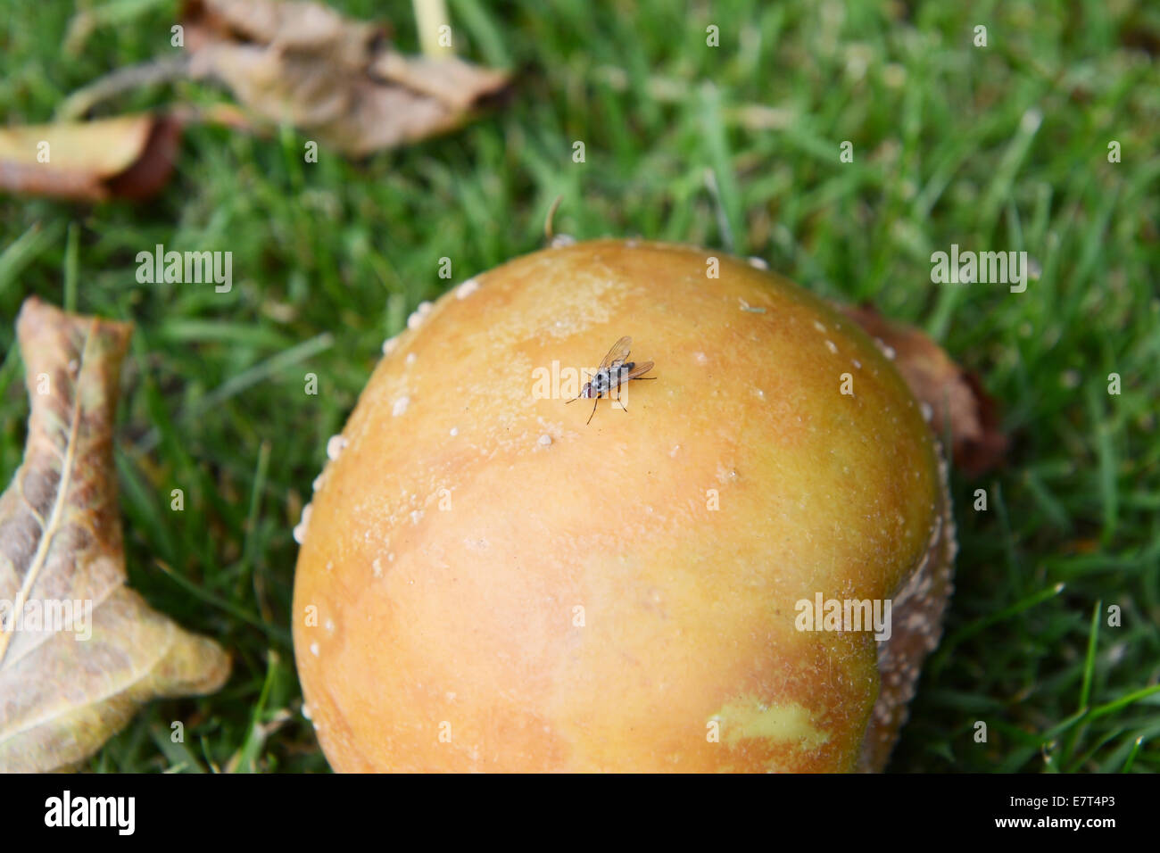 Small red-eyed fly (anthomyia procellaris) on a rotten windfall apple Stock Photo