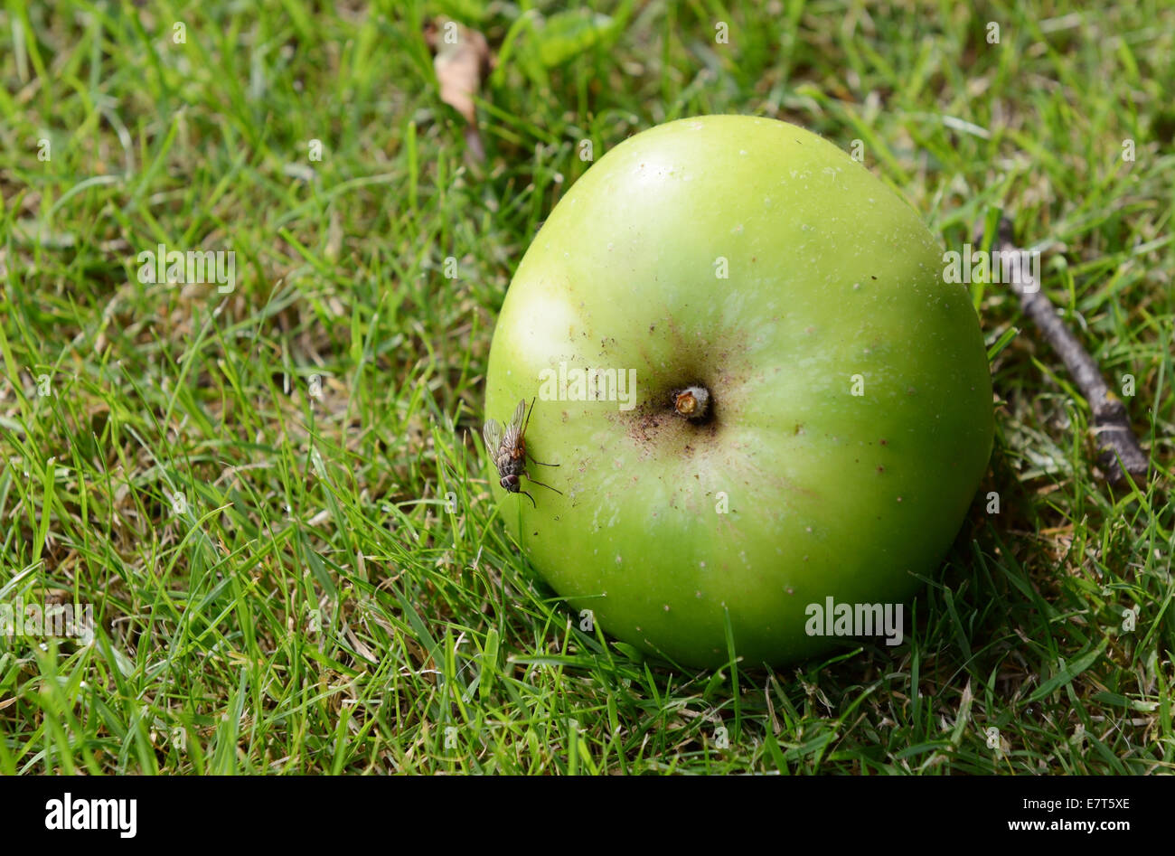 Flesh fly on a windfall apple lying on green grass Stock Photo