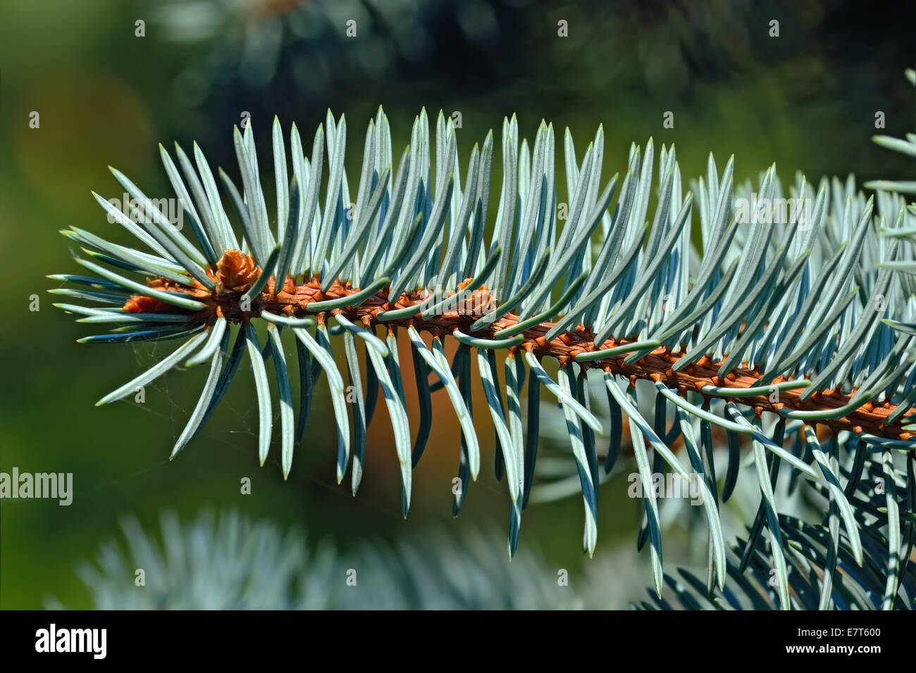 Needles of blue spruce (Picea pungens) close up Stock Photo