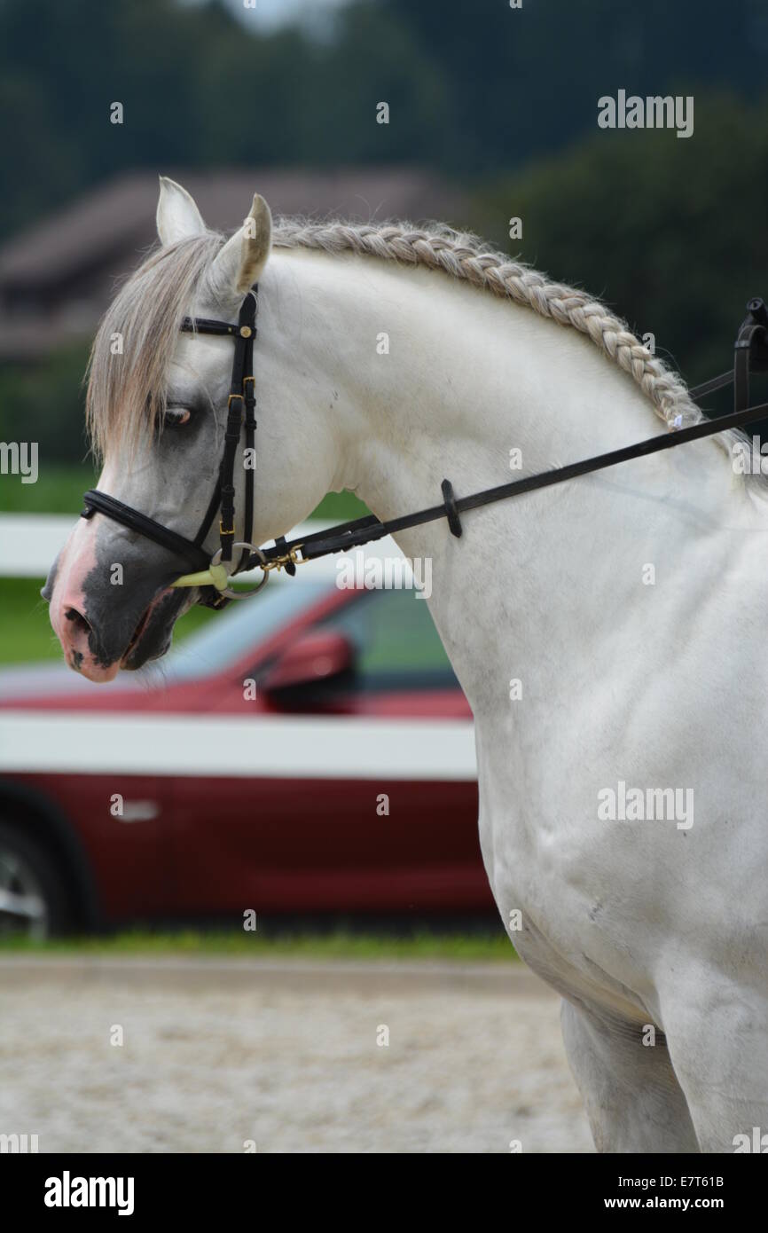 White Arabian stallion performing dressage Stock Photo Alamy