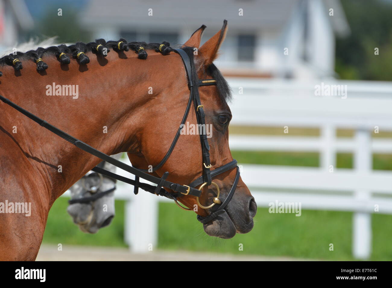 Brown Arabian Stallion Stock Photo