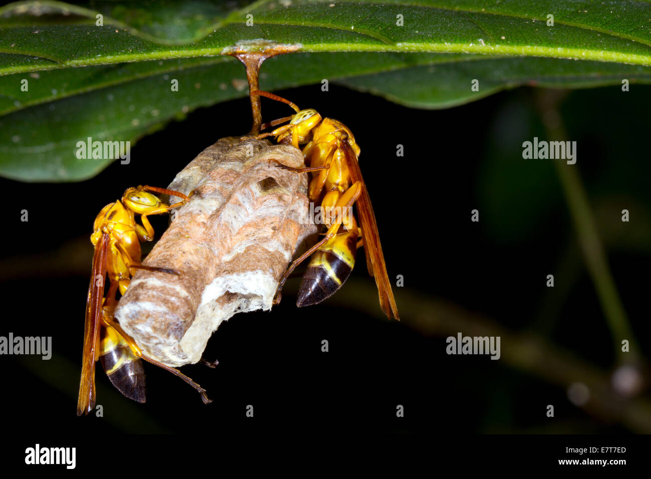 A small wasp nest under a leaf in the rainforest in the Ecuadorian Amazon Stock Photo
