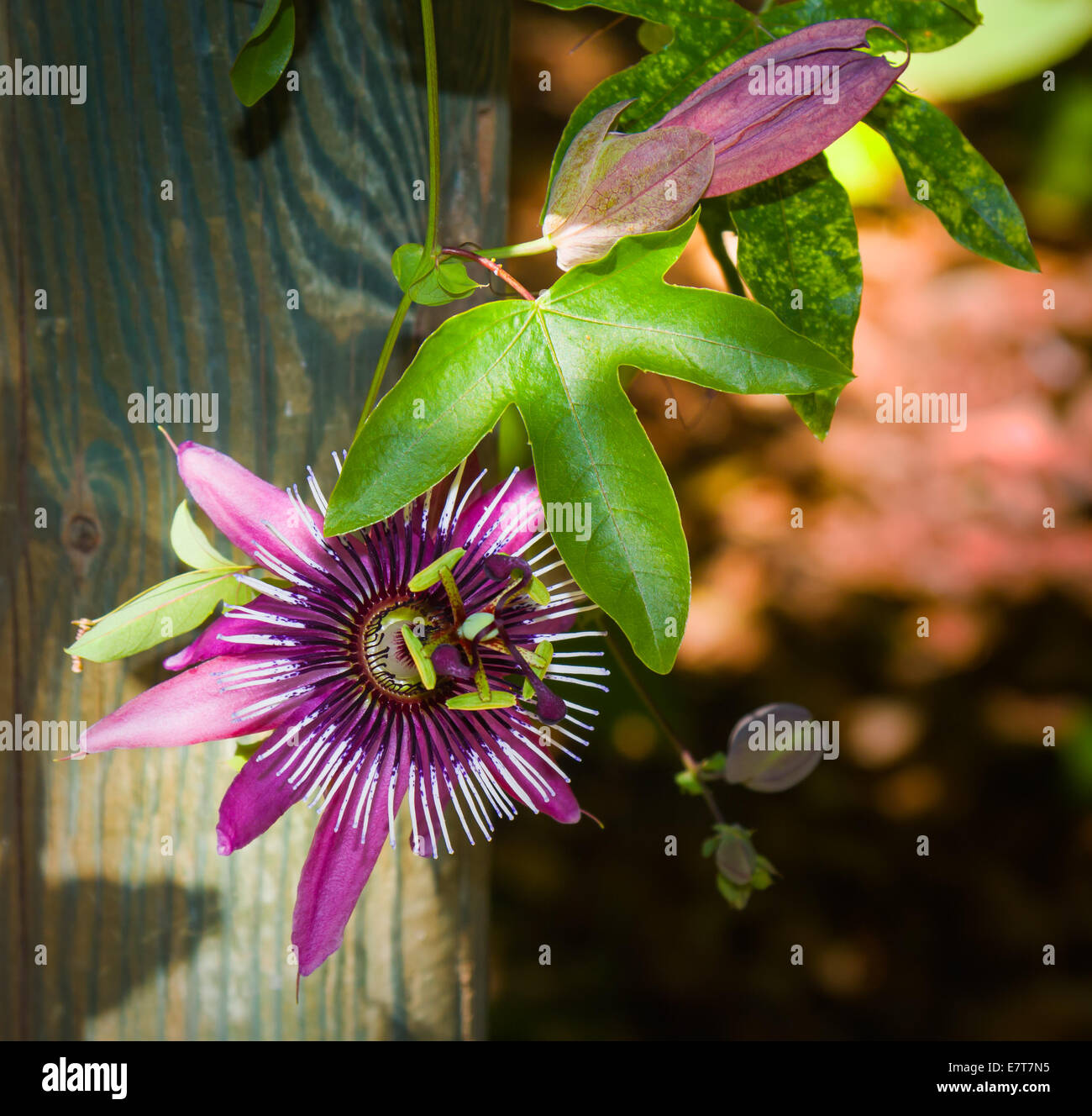 Passionflower leaves and fruit hires stock photography and images Alamy