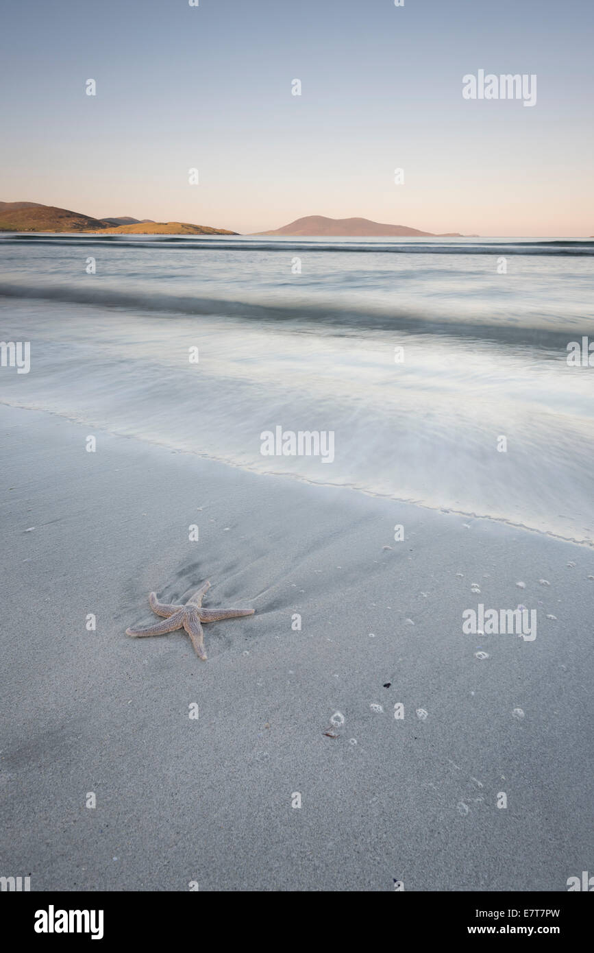 Starfish on beautiful Luskentyre beach, Isle of Harris, Outer Hebrides, Scotland Stock Photo