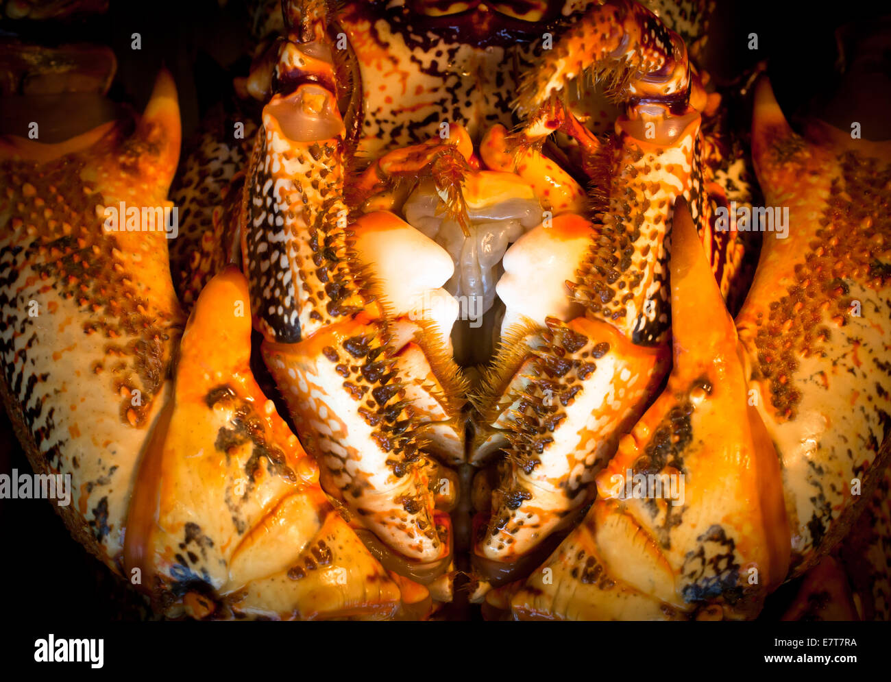 Crayfish (Spiny Rock Lobster) (Jasus edwardsii) caught by hand whilst