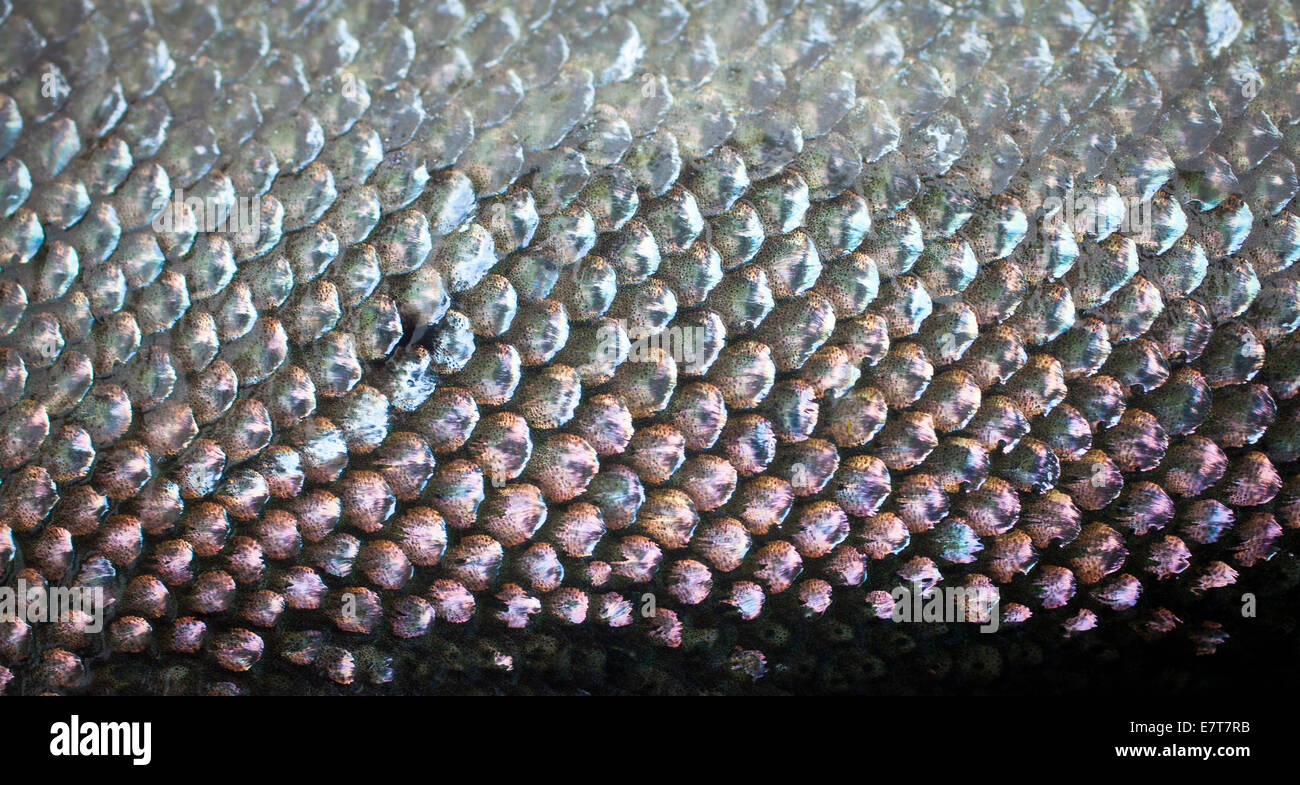 Chinook salmon fish scales hires stock photography and images Alamy