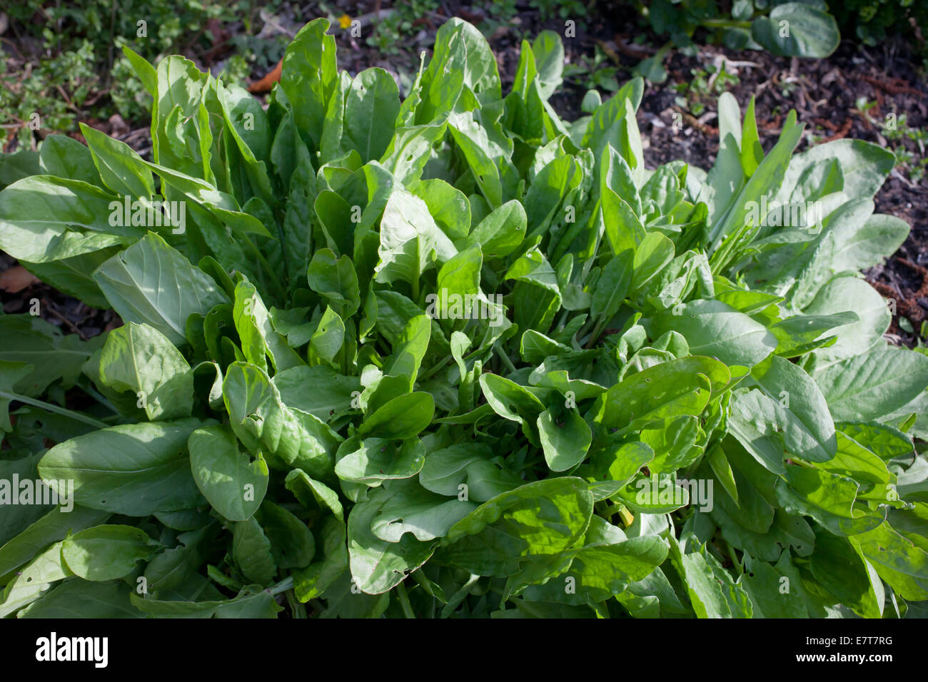 Sorrel (Rumex acetosa) A culinary herb, used in salads and soups. Stock Photo