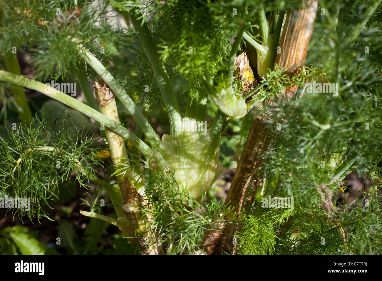 Fennel( Foeniculum vulgare) Stock Photo