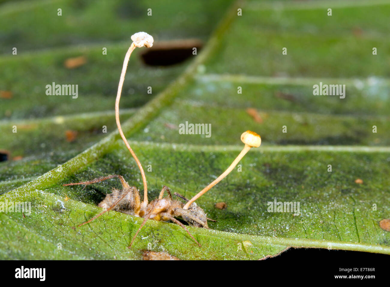 Cordyceps fungus parasitizing an ant in the Ecuadorian Amazon Stock Photo