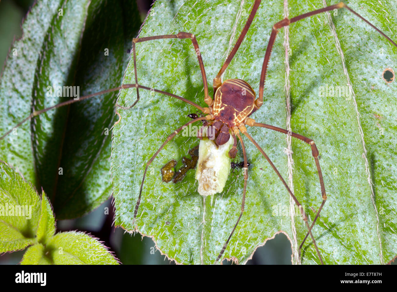 Cricket eating a leaf hi-res stock photography and images - Alamy