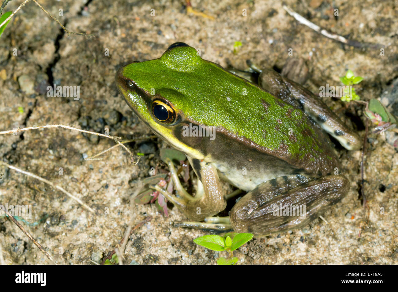 Neotropical green frog (Lithobates palmipes) in the Ecuadorian Amazon. Stock Photo