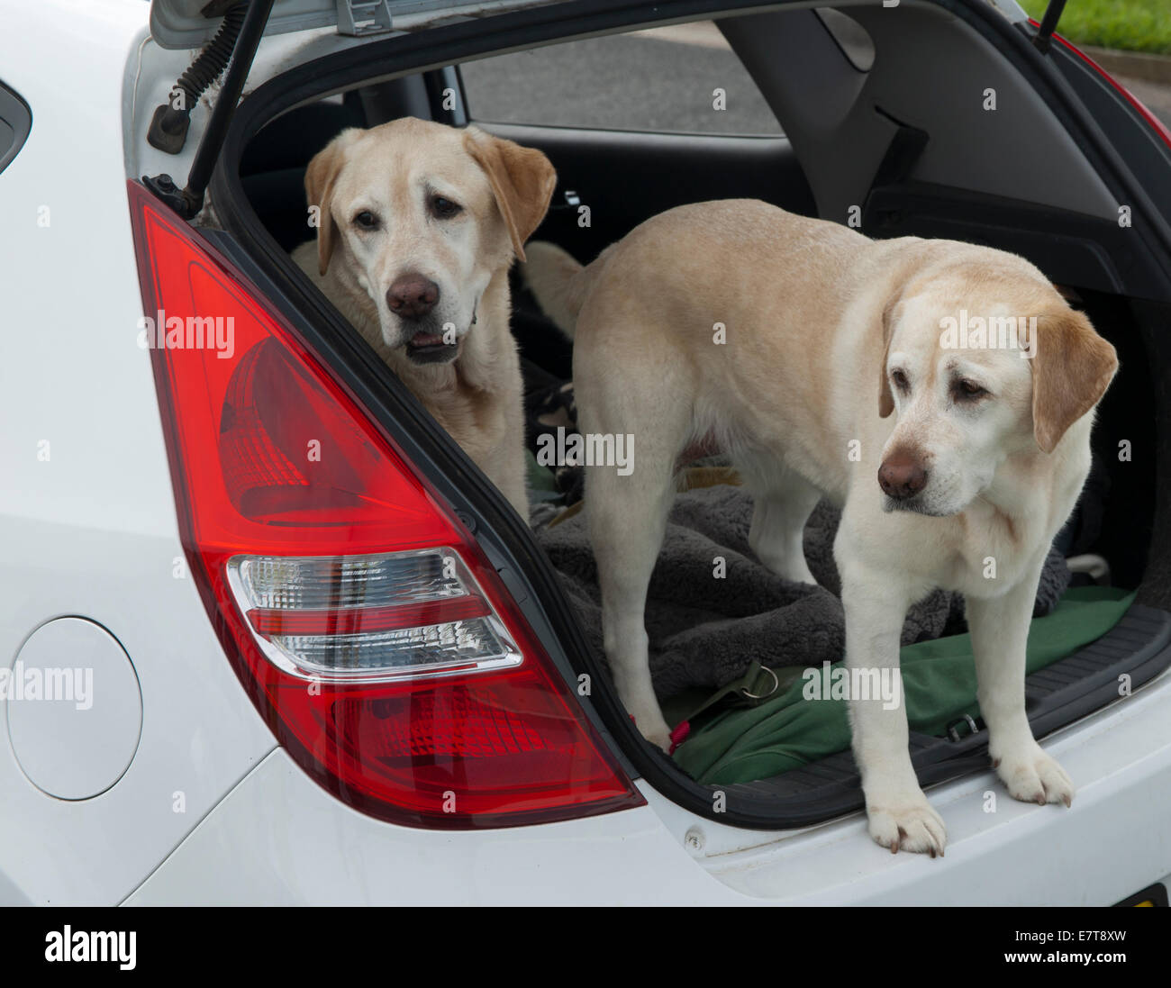 Two dogs getting out of rear of hatchback vehicle. Stock Photo