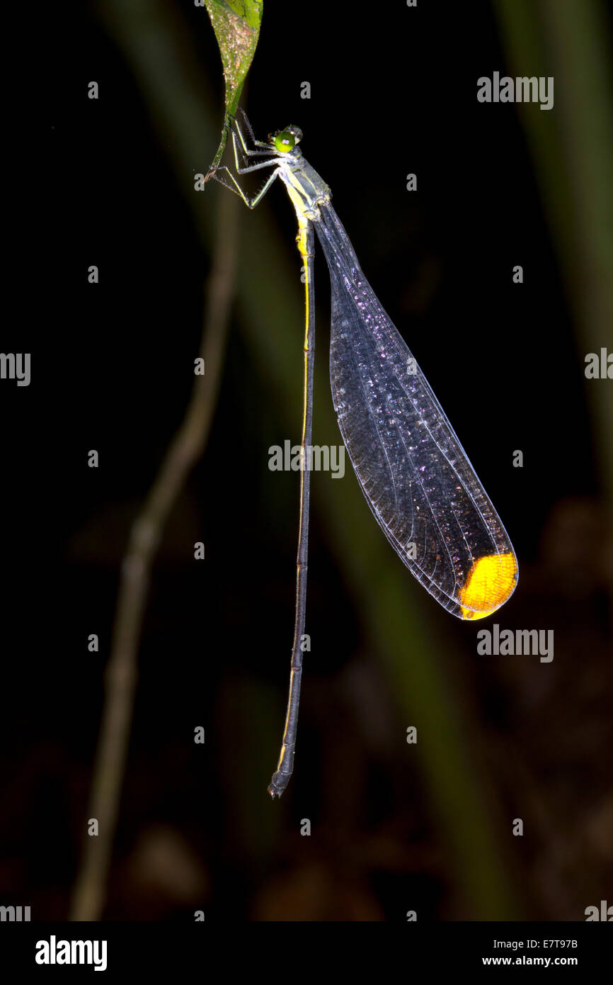 Helicopter Damselfly (Mecistogaster ornata) roosting in the rainforest understory, Ecuador Stock Photo