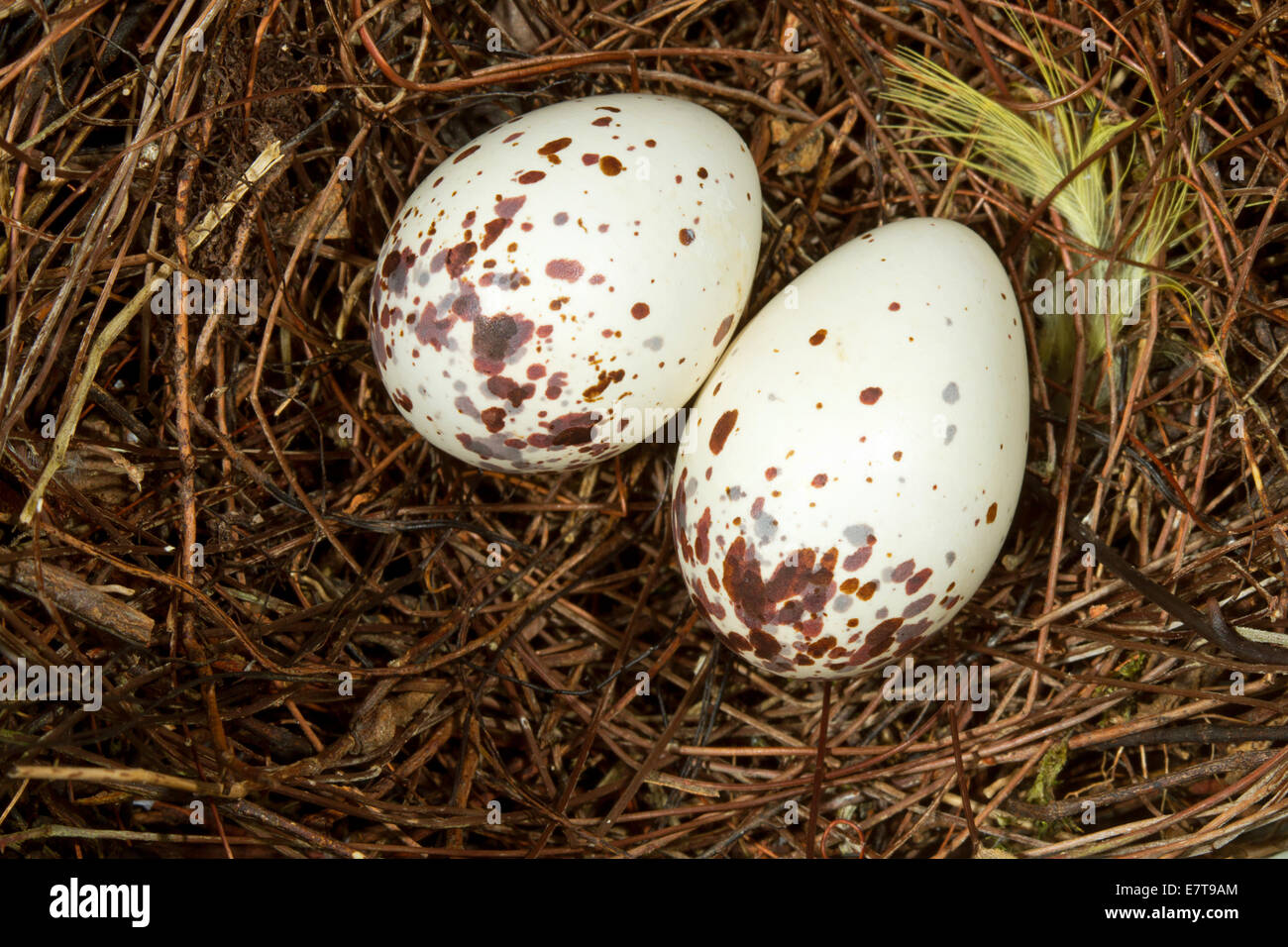 Eggs of Social Flycatcher (Myiozetetes texensis) Stock Photo
