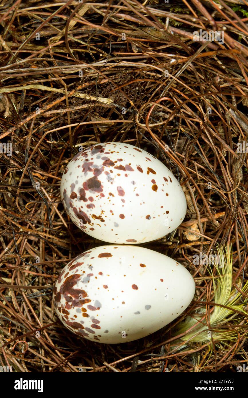 Eggs of Social Flycatcher (Myiozetetes texensis) Stock Photo