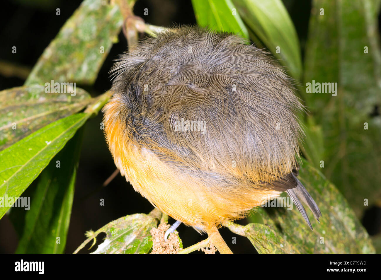 Unidentified bird roosting in the rainforest understory at night, Ecuador. Stock Photo