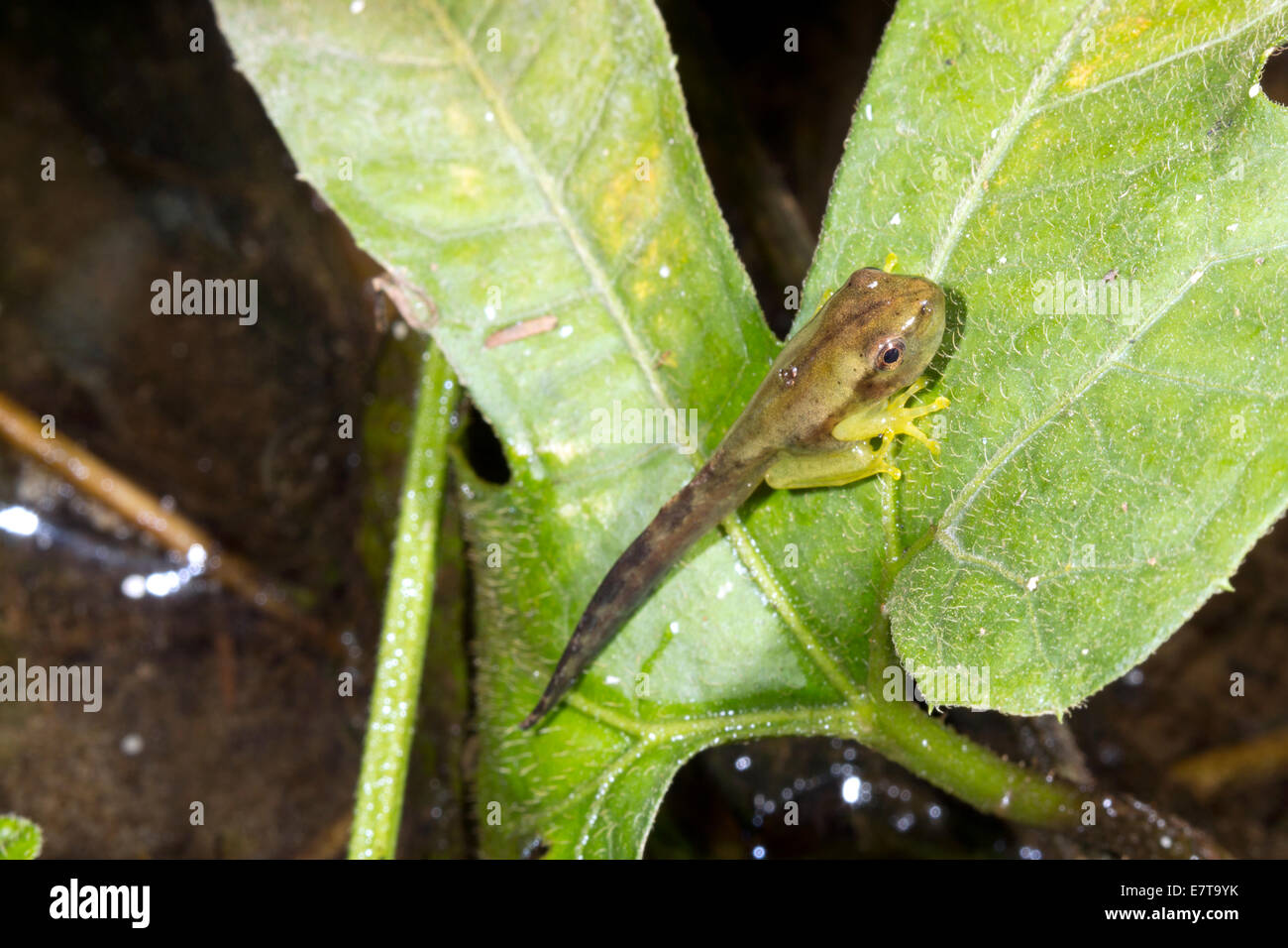 Tadpole of a small treefrog Dendropsophus sp. changing into a frog on a leaf above a rainforest pool, Ecuador. Stock Photo